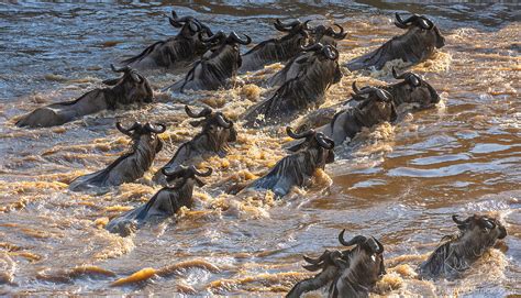 Wildebeest Crossing the River Mara, Maasai Mara National Reserve, Kenya ...