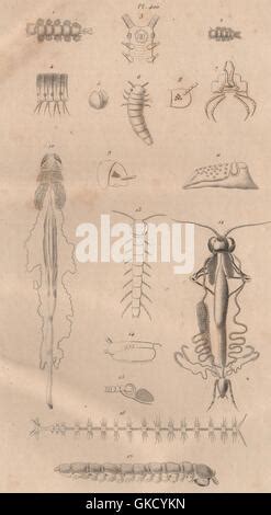 MYRIAPODS ANATOMY: Myriapoda. Arthropods, antique print 1833 Stock ...