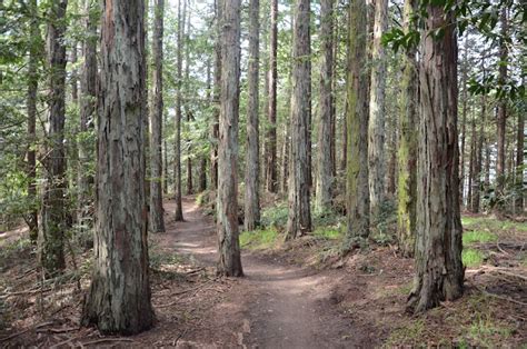 Our Oakland: photo of the week: Joaquin Miller Park