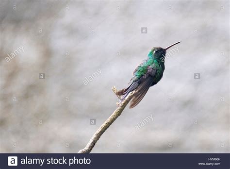 Cuban Bee Hummingbird Stock Photos & Cuban Bee Hummingbird Stock Images - Alamy