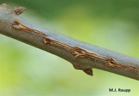 Egg-laying and the dark side of cicadas: Cicadas, Magicicada spp.