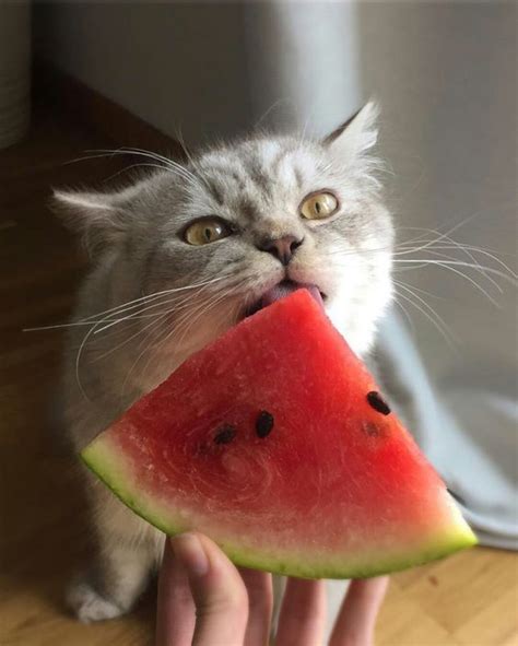 Your cat can definitely eat watermelon if they so desire. As cats ...