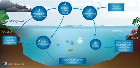 The ocean and climate change - resource | IUCN