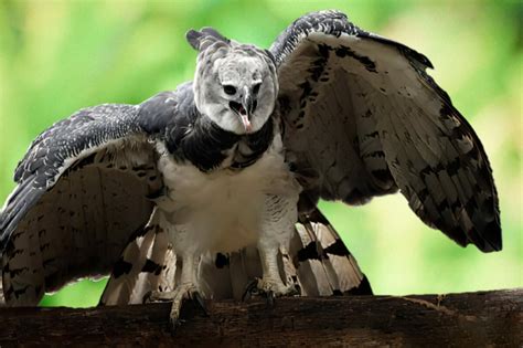 Birdwatching Panama Tour - Wild Expedition