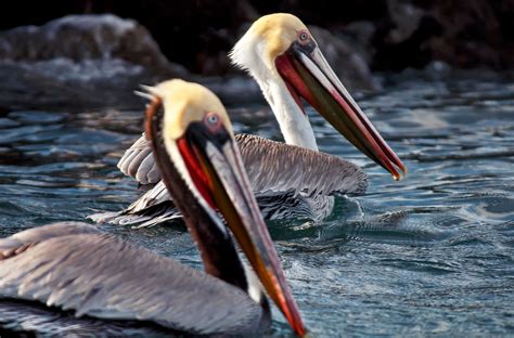 Elkhorn Slough Safari – Trek Spotter