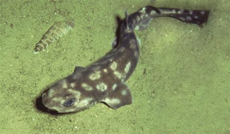 New species of deep-sea catshark described from the Galapagos | Smithsonian Insider