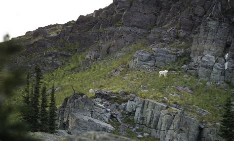 Montana Wildlife Photography