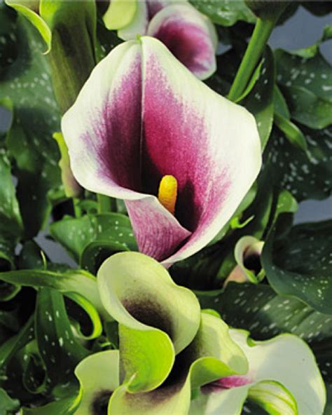 Meaning Of White Calla Lily Flower | Best Flower Site