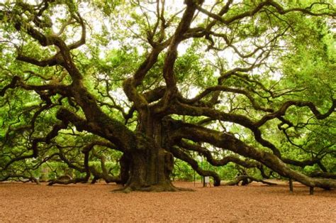 Celtic Zodiac: Oak Tree | Sun Signs