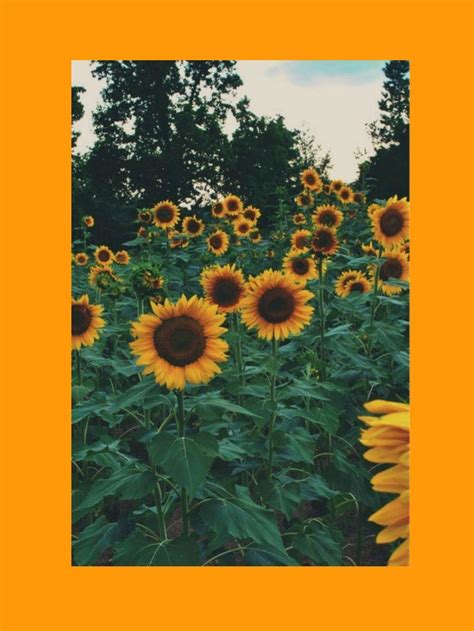 Vintage Sunflower Wallpapers - Top Free Vintage Sunflower Backgrounds ...