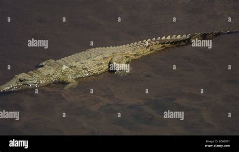 Crocodile in the river course of East Africa Stock Photo - Alamy