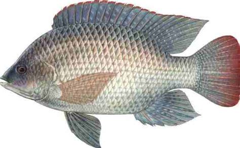 Tilapia Fish Farming Information Guide For Beginners | Asia Farming