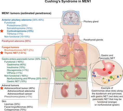 Frontiers | Expressions of Cushing’s syndrome in multiple endocrine neoplasia type 1