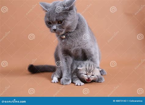 Cat Cuddling Her Small Baby Stock Image - Image of family, cuddle: 48873143