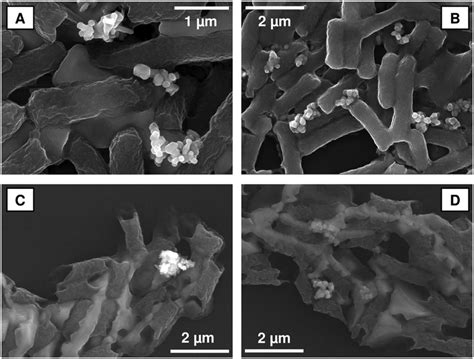 SEM images of E. coli O157:H7 (A and B) and E. coli 25922 (C and D ...