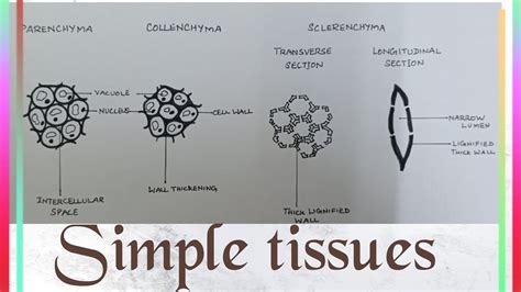 Permanent Plant Tissue Diagram