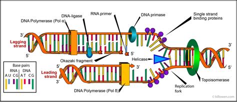 What Acts As The Template In Dna Replication - Printable Word Searches