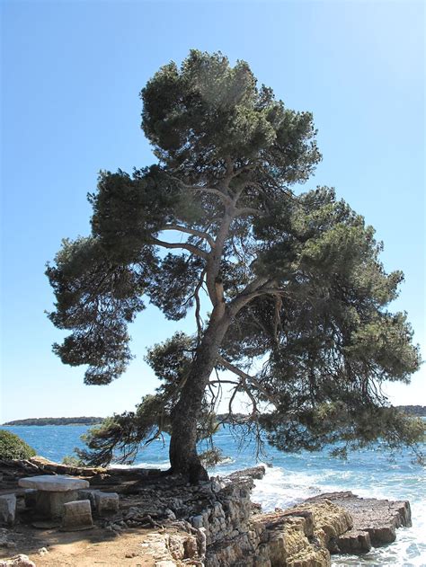 Pine Bark as a Nootropic - Supplements in Review