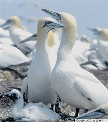 Northern Gannet, Identification, All About Birds - Cornell Lab of Ornithology