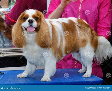 Cavalier King Charles Spaniel Dog Stands on a Grooming Table and Shows Off His Hairstyle after ...