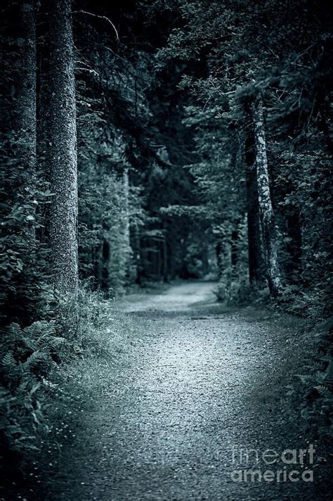 Path in night forest by Elena Elisseeva | Night forest, Paths, Night aesthetic