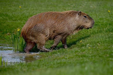 Capybara at Yorkshire Wildlife Park