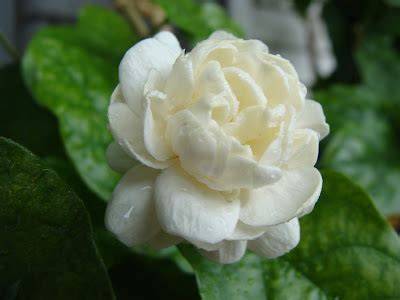 Bato Bato Pik!: WS#13 - My Kampupot flower a.k.a Arabian Jasmine