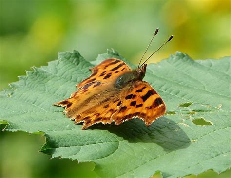 Comma Butterfly | Taken at Rooksbury NR July 2012 | Pam P Photos | Flickr