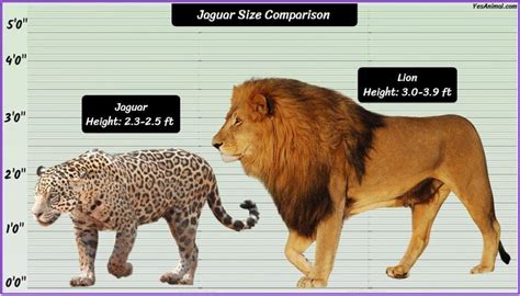 Jaguar Size: How Big Are They Compared To Others?