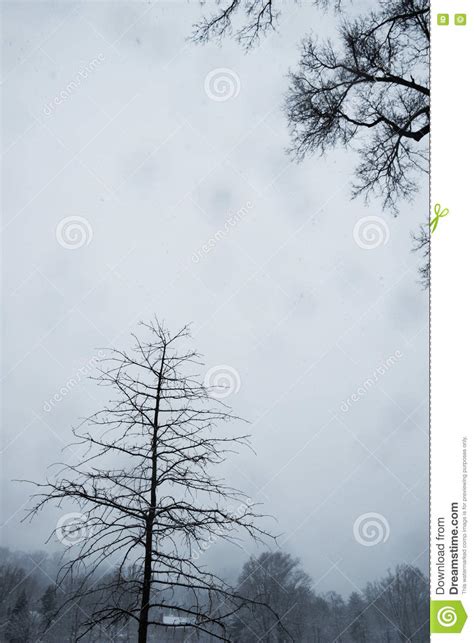 Trees, in Snow Storm. NJ New Jersey Stock Image - Image of jersey ...