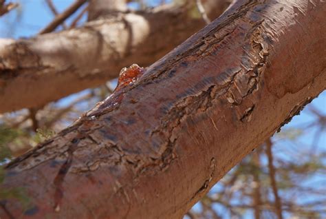 What is gum acacia? Health benefits of acacia fibre - KHNI