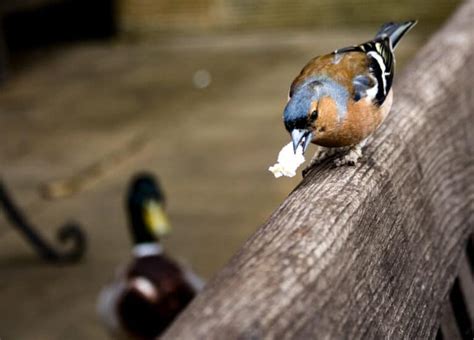 Can Birds Eat Rice Cakes? Messy and Moldy - Into Yard