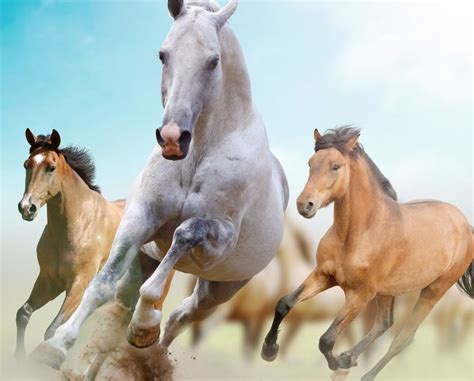 three white and brown horses #horses #running #freedom #5K #wallpaper # ...