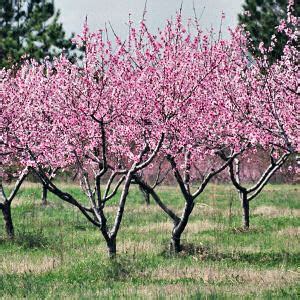 Delaware State Flower, Peach Blossom (Prunus persica) from NETSTATE.COM