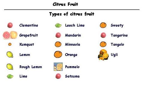 Types of citrus fruits