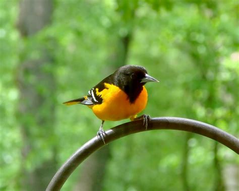 Maryland State Bird – Baltimore Oriole – 50States.com