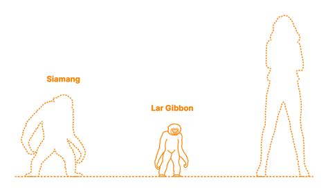 Lar Gibbon (Hylobates lar) Dimensions & Drawings | Dimensions.com