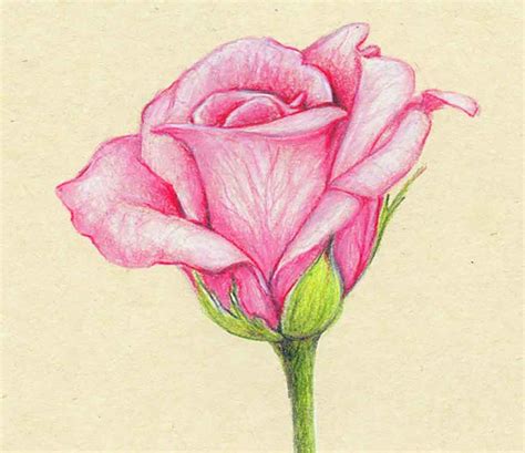 Drawings Of Flowers With Color at PaintingValley.com | Explore collection of Drawings Of Flowers ...