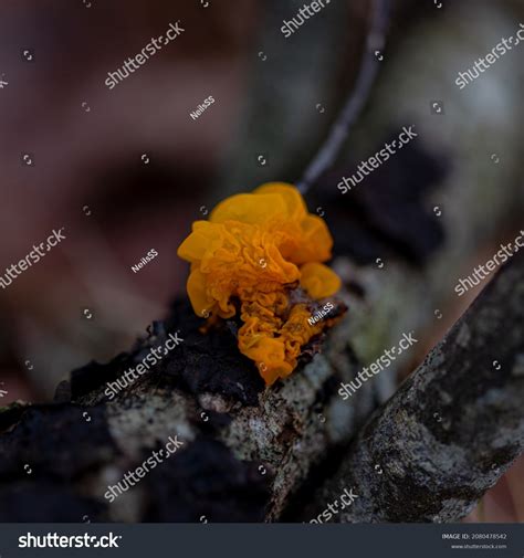 18 Red tree brain fungus Images, Stock Photos & Vectors | Shutterstock