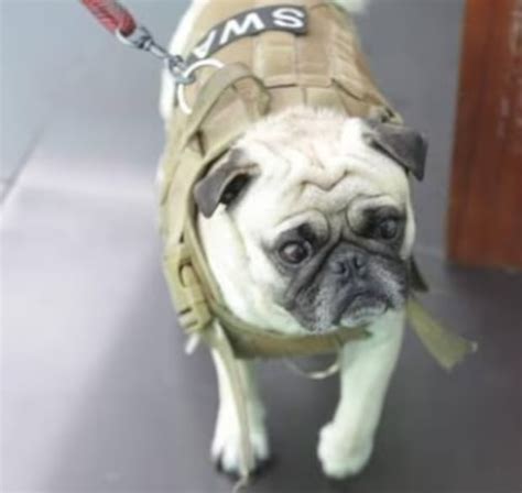 Policía quiere adopta a perrito pug agredido brutalmente por su dueño ...