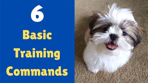 6 Basic Training commands to teach your Shih Tzu Puppy - YouTube
