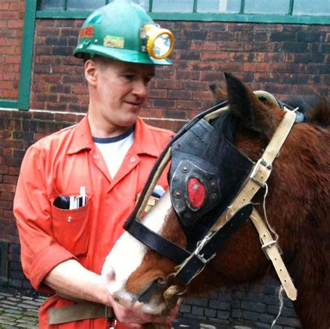 Pit Ponies at National Coal Mining Museum | Wakefield