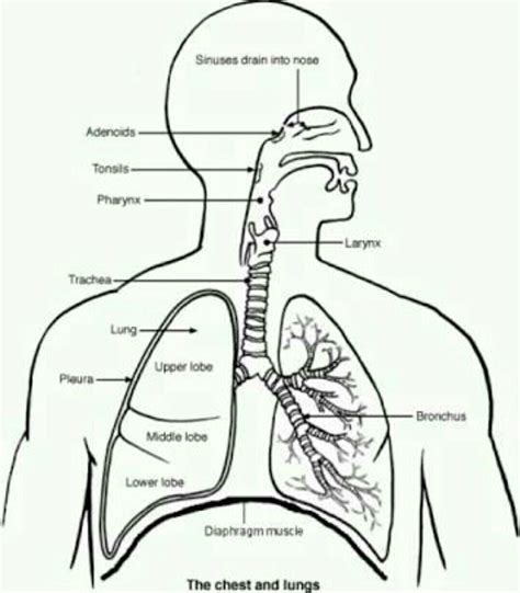 Draw A Neat Labelled Diagram Of Human Respiratory System