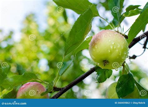 Gardening And Harvesting. Fall Apple Crops Harvesting In Garden. Apple ...