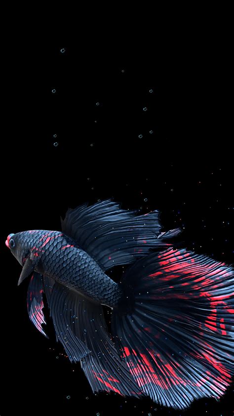 Betta Fish Live Wallpaper FREE for Android - APK Download