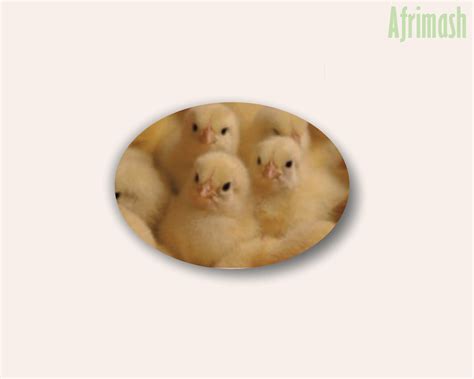 Commercial Day Old Arbor Acres Plus Broilers (Farm Support Brand) | Afrimash.com - Nigeria