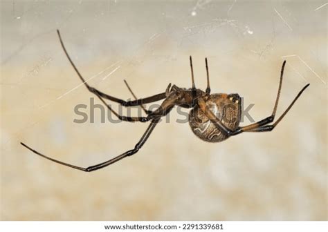 Female Brown Widow Spider Latrodectus Geometricus Stock Photo ...