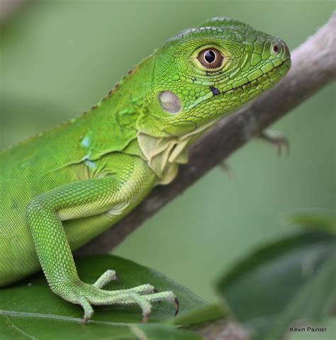 Panama Wildlife: Iguana