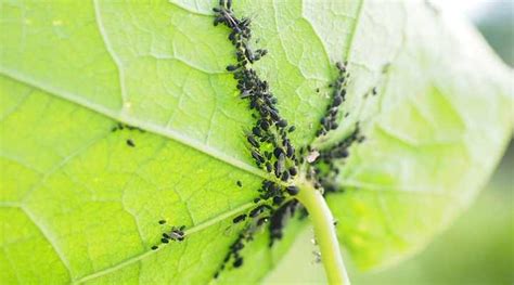 Small Black Bugs on Plants (With Pictures) - Identification and Control