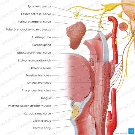 Glossopharyngeal Nerve: Anatomy And Function Kenhub, 50% OFF